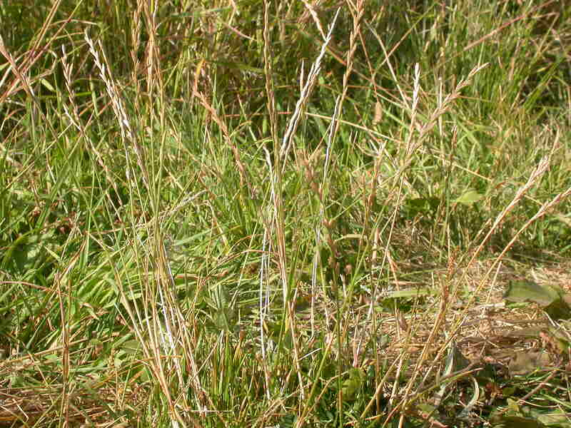 closeup image of perennial ryegrass 