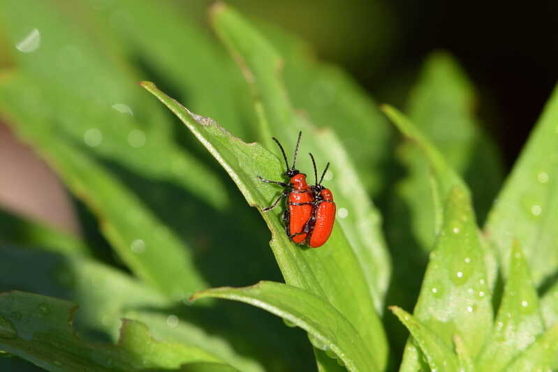 Red Beetle on the grass leaf 