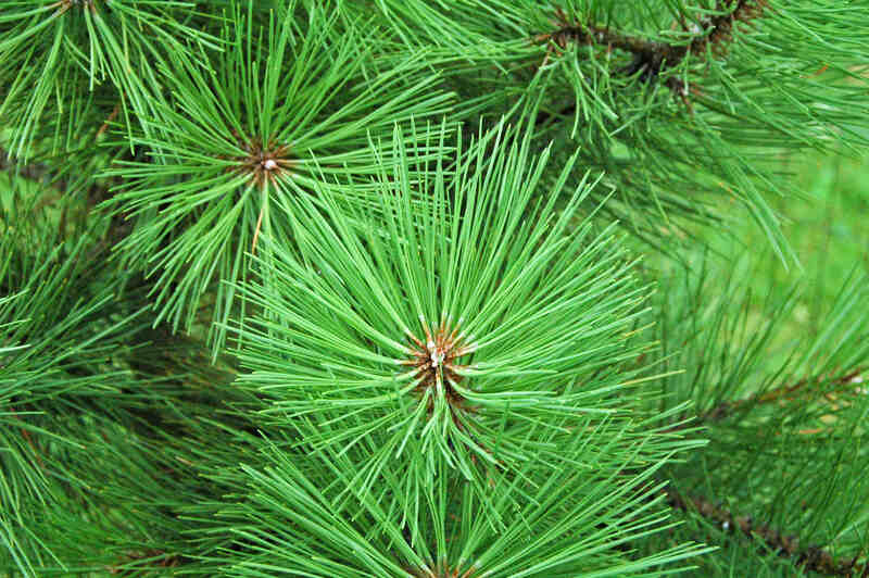 closeup image of ponderosa pins
