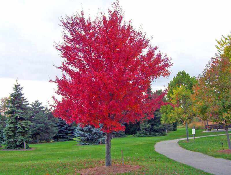 picture of a red maple tree with red leaves