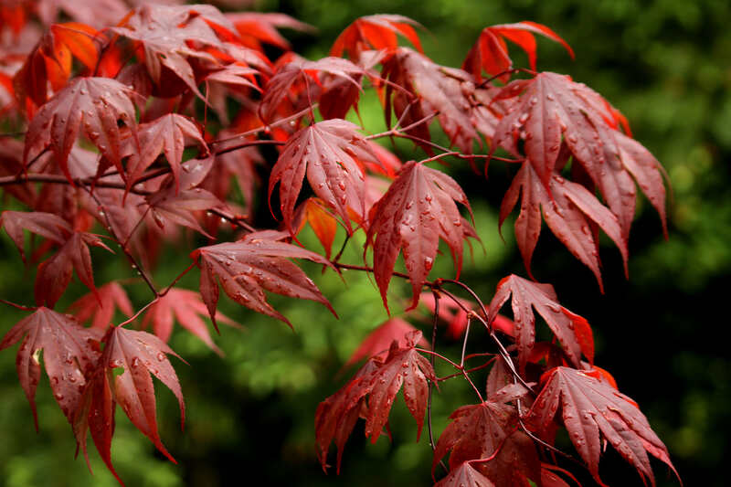 a close up photo of red maple leaves