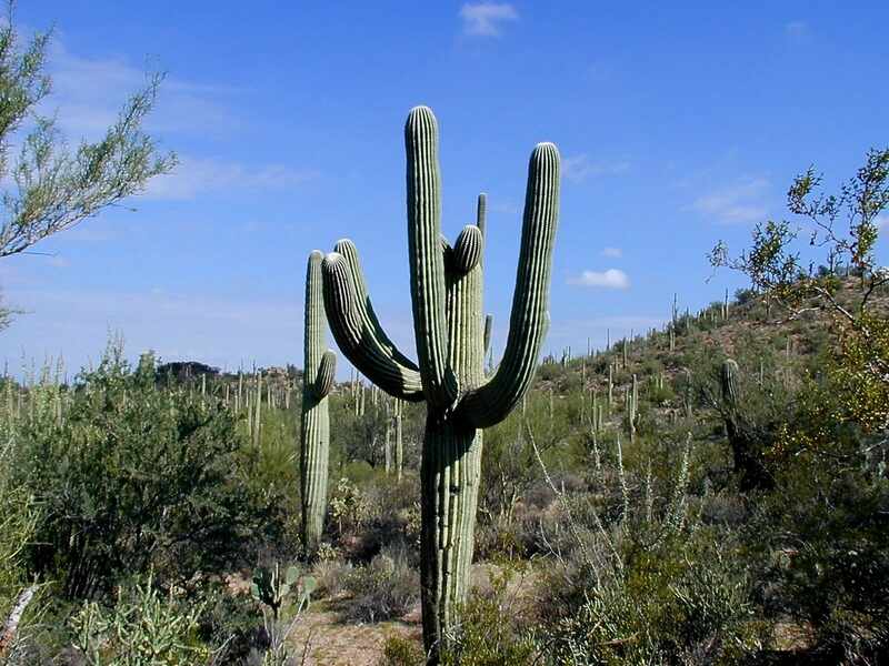 image of a saguaro plant in a desert garden