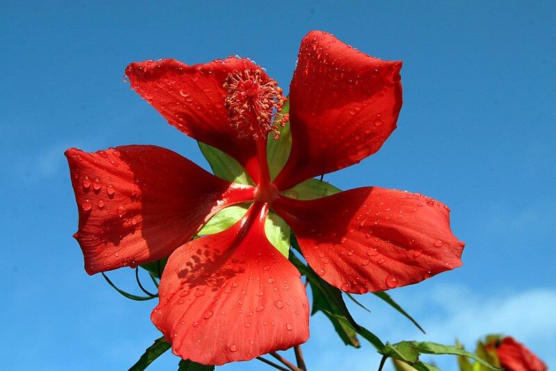 closeup image of red scarlet hibiscus flower