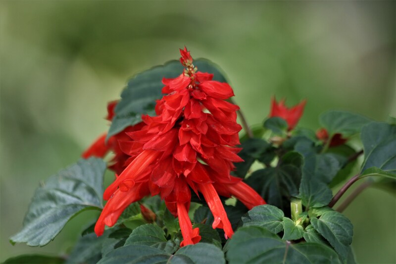 red scarlet sage flowers with green leaves