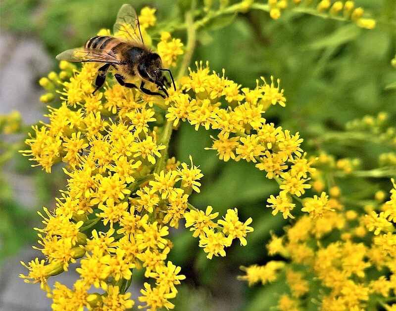 picture of a bee sitting on yellow flowers