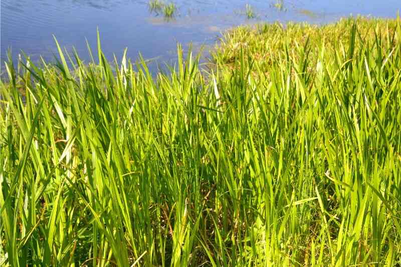 picture of green sedge near water 