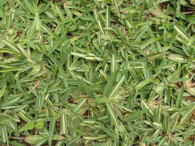 The 5 Best Grasses for Central Texas Lawns Wikilawn