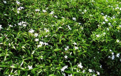 25 Best Native Plants for Ocala, FL