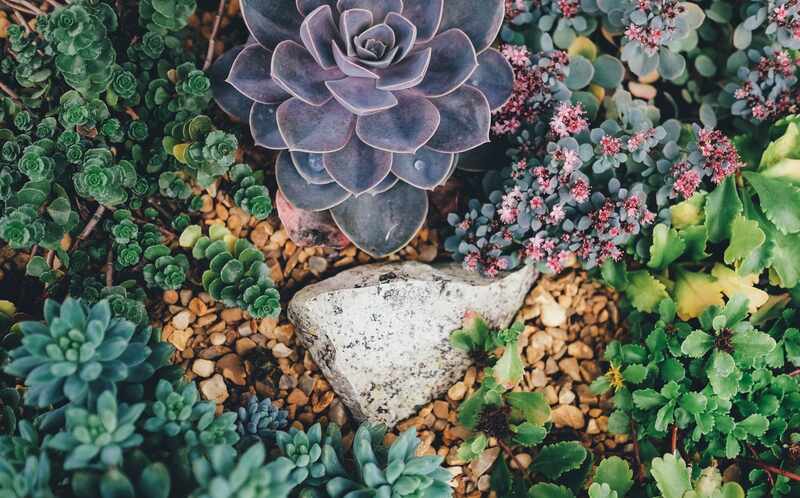 plants and rock in a succulent garden