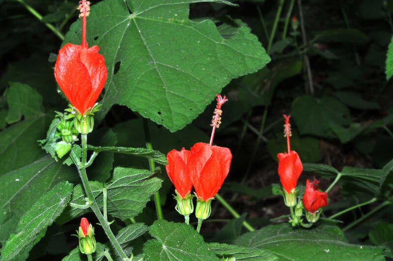 red turk's cap flowers with green leaves