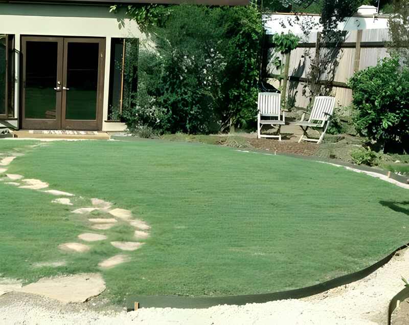 California Buffalograss in a house backyard in California