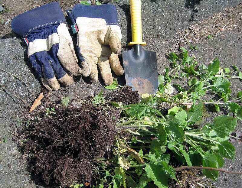 Gloves, shovel and some weed from the grass 