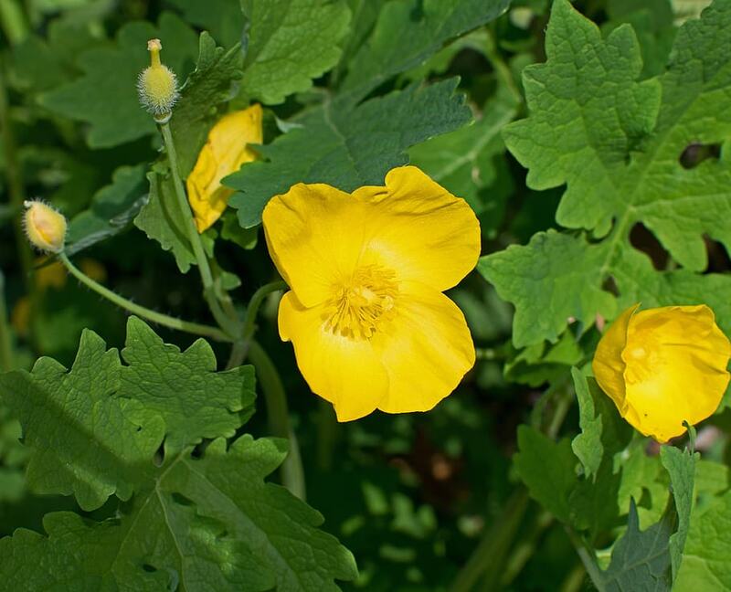 picture of yellow wood poppy flower on a plant