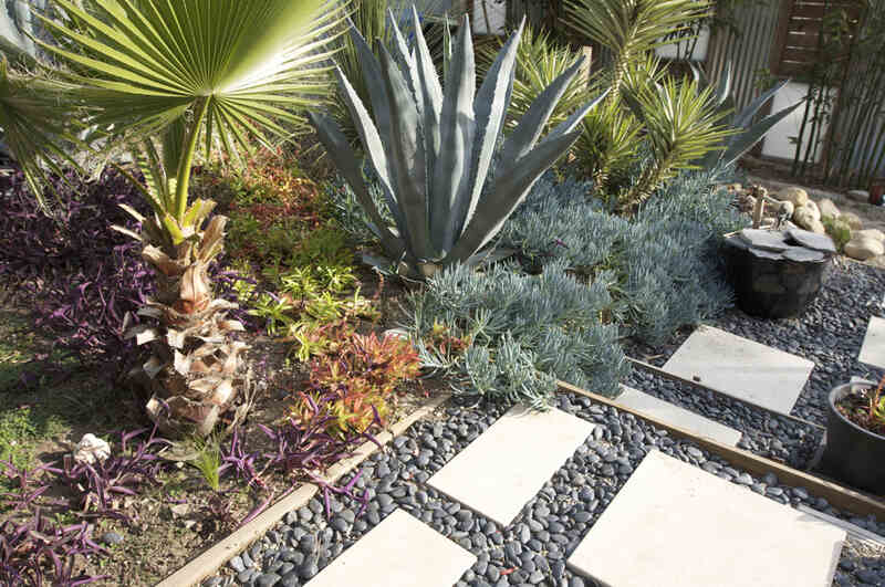 plants in a xeriscaping garden