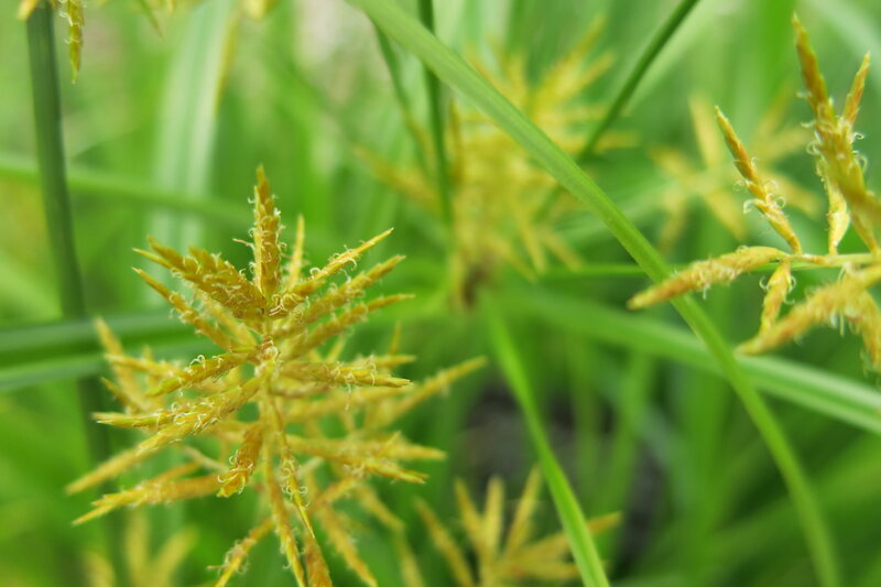 closeup image of yellow nutsedge in a lawn