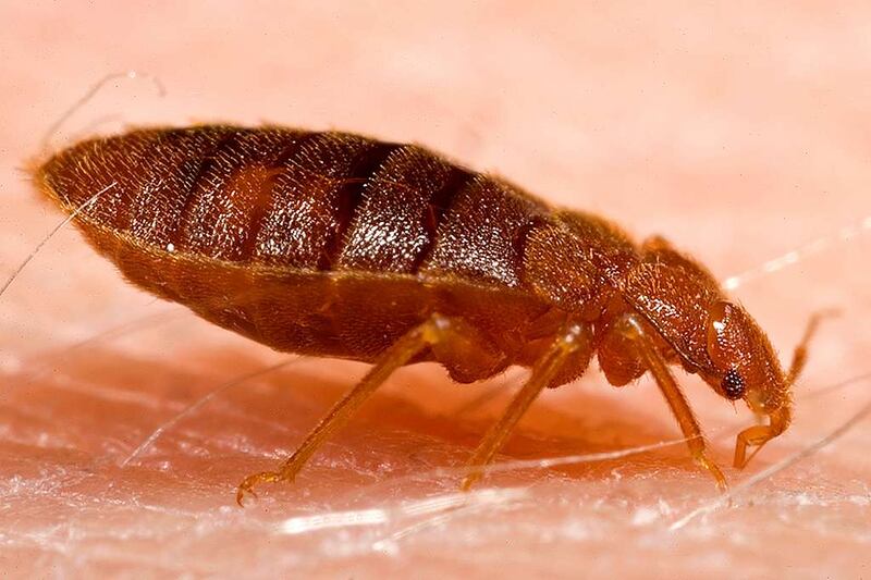 A reddish brown colored bedbug insect