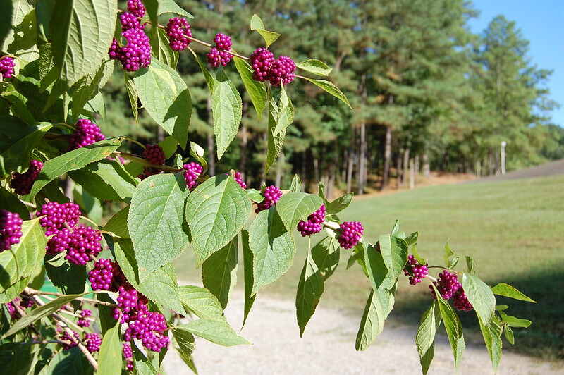 picture of a american beautyberry plant with purple berries on it