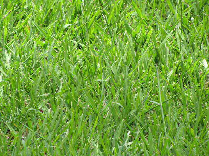 close up of beautiful bahia grass in a lawn
