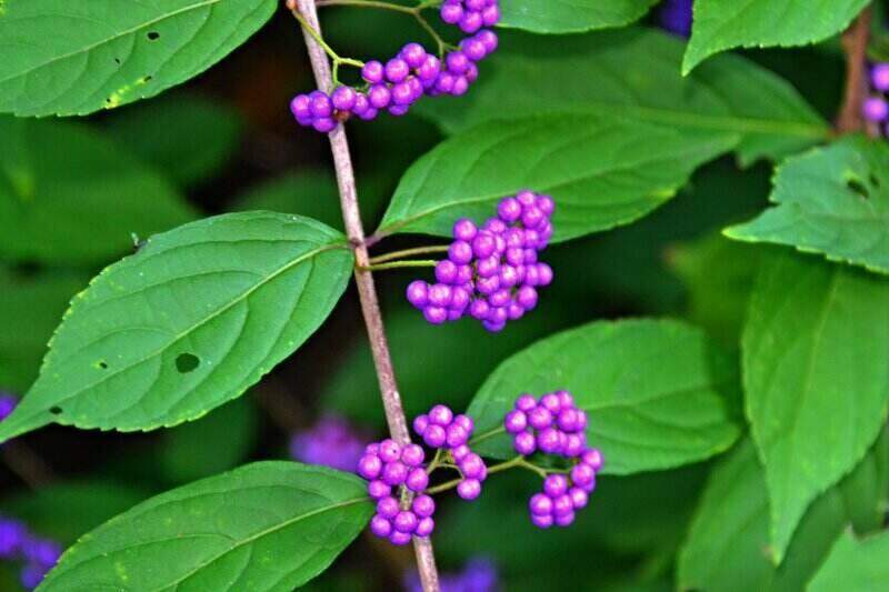 beautiful beautyberry in a lawn
