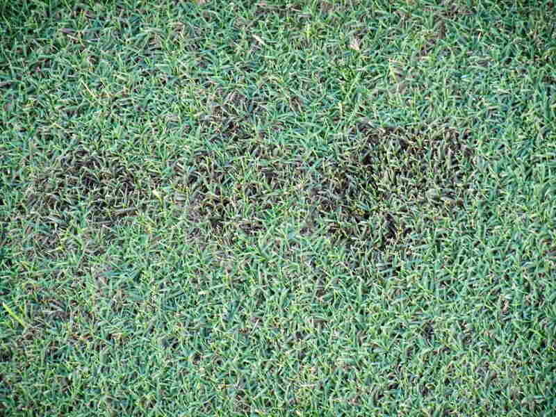 beautiful green bermuda grass in a lawn