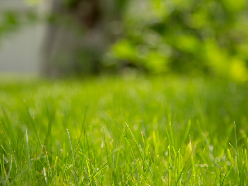 lush green bermuda grass grown in a lawn