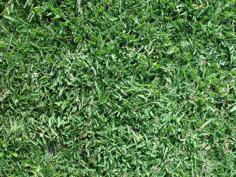 close up of beautiful buffalo grass in a lawn