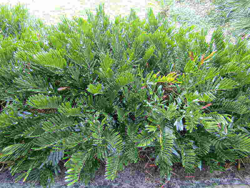 photo of coontie plant in a lawn