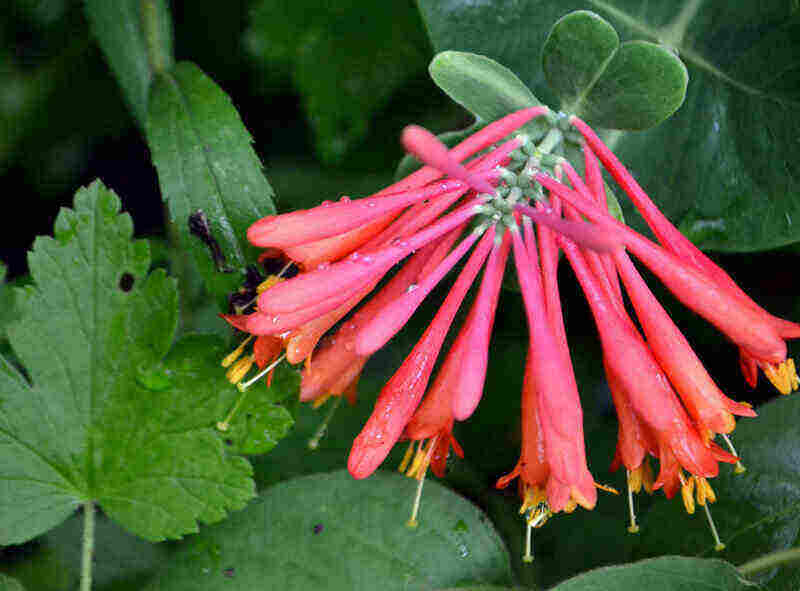 beautiful coral honeysuckle plant in a lawn