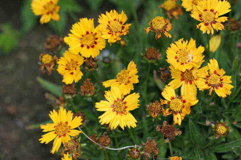 bright yellow flowers from lanceleaf coreopsis