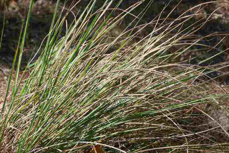 clumps of fakahatchee grass