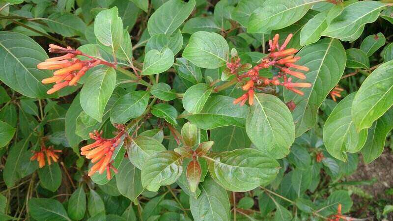 bright red firebush blooms in clusters