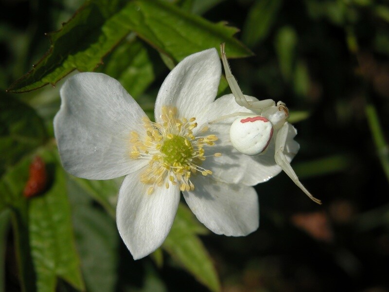 A beautiful Jasminum nitidum with white petal