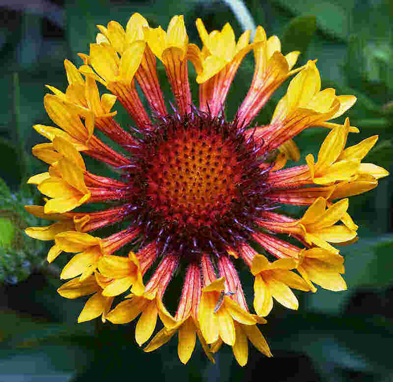 close up picture of yellow colored gaillardia