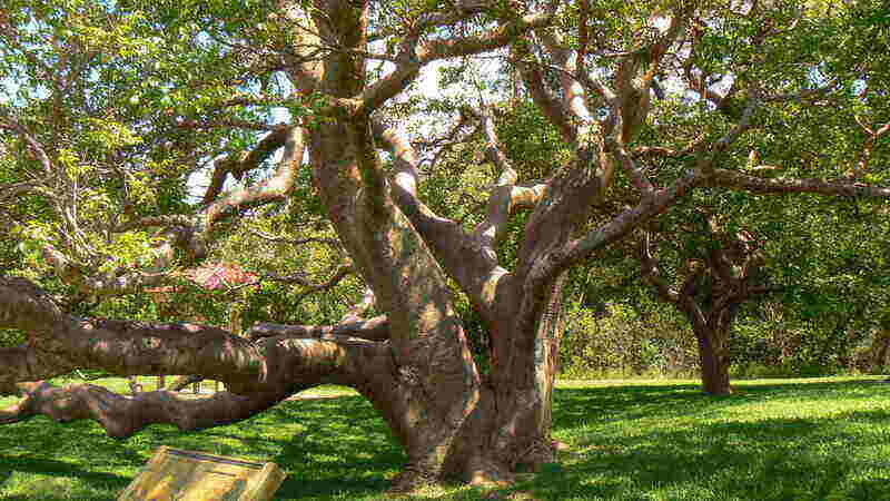large gumbo limbo with a thick trunk and thick limbs