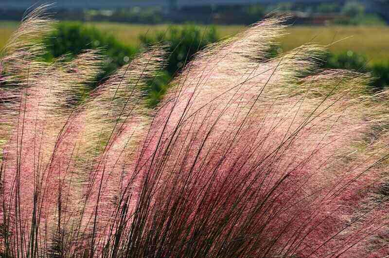 Pink muhly grass blowing in the wind