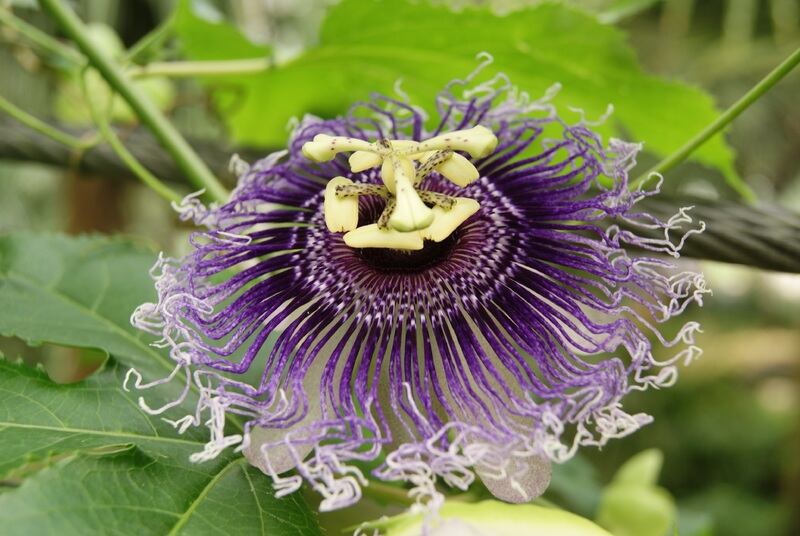 A purple colored passion flower