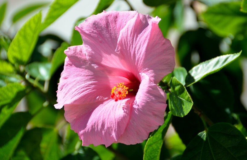 A pink colored hibiscus flower