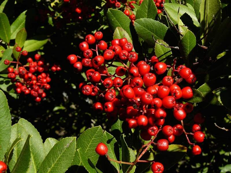 A picture showing a red color Toyon plant
