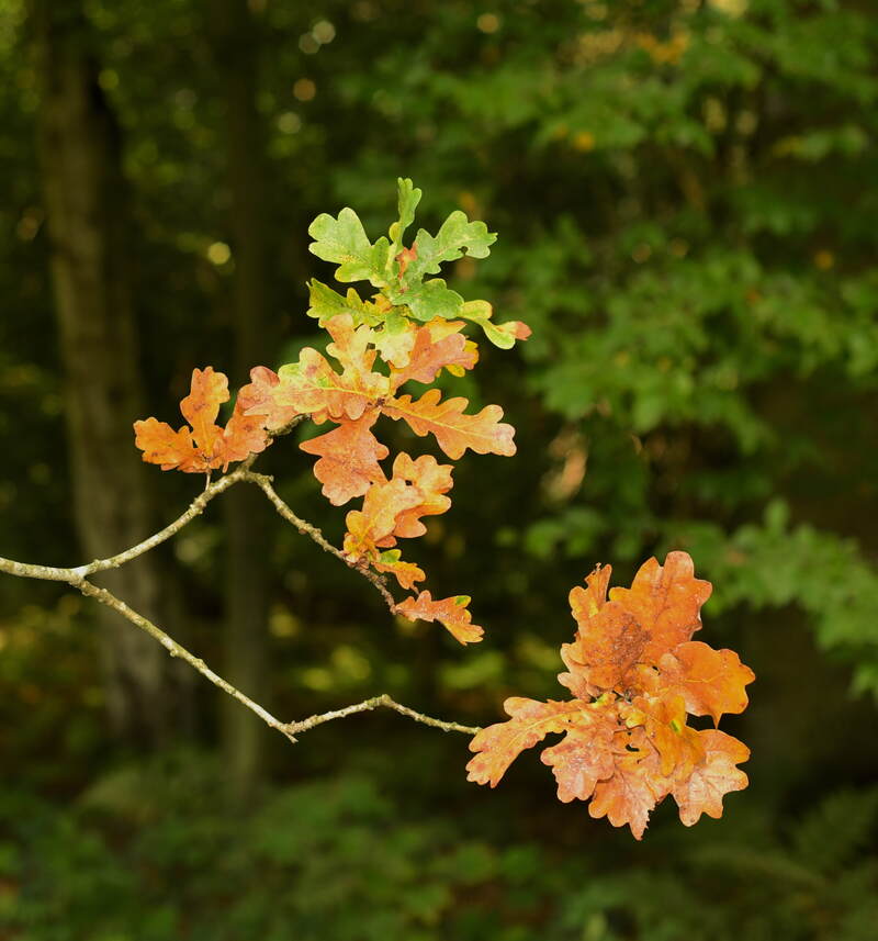 leaves from a lacey oak tree