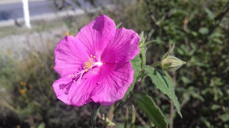 A pink colored rock rose plant