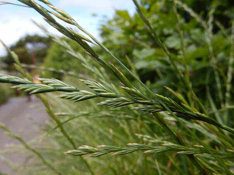 A close up pic of perennial ryegrass beside a road