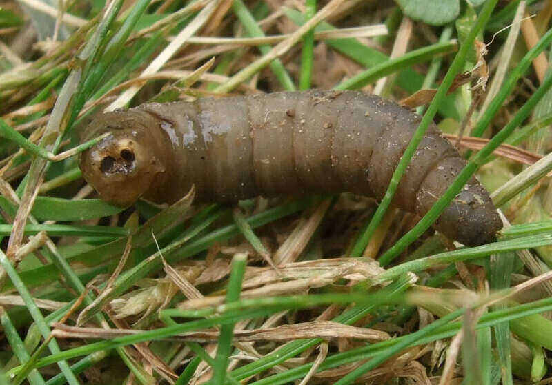 A lawn pest feeding on the root of the grass
