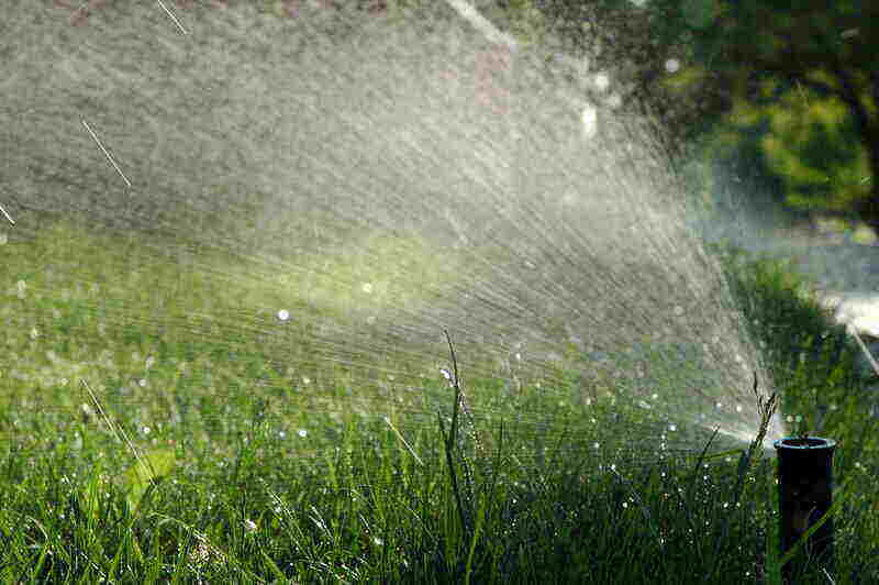 A sprinkler watering a lawn