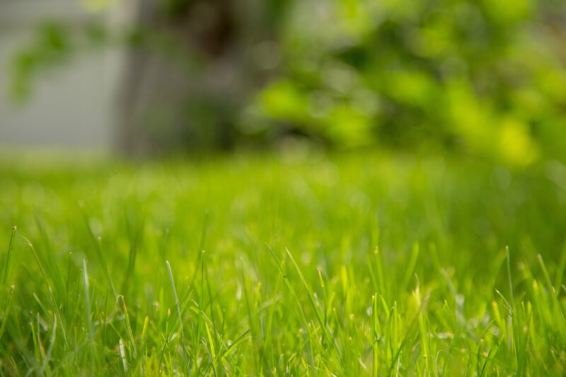 A picture showing lush green colored bermuda grass of a lawn