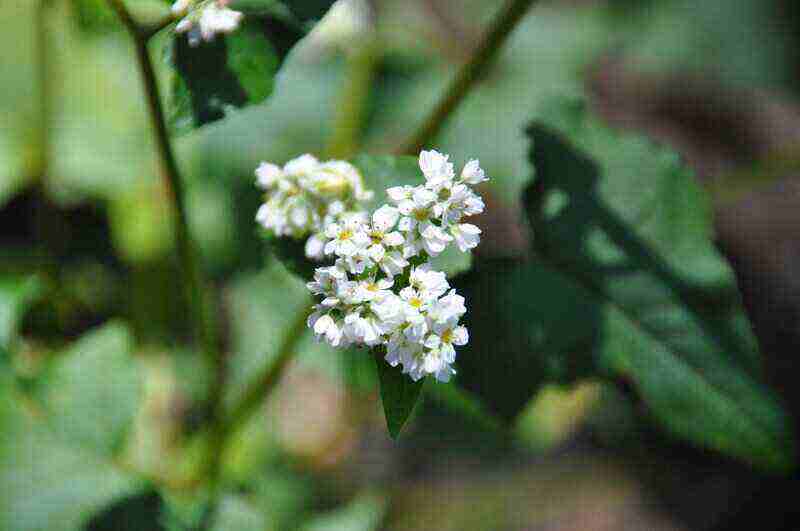 close up picture of a buckwheat flower