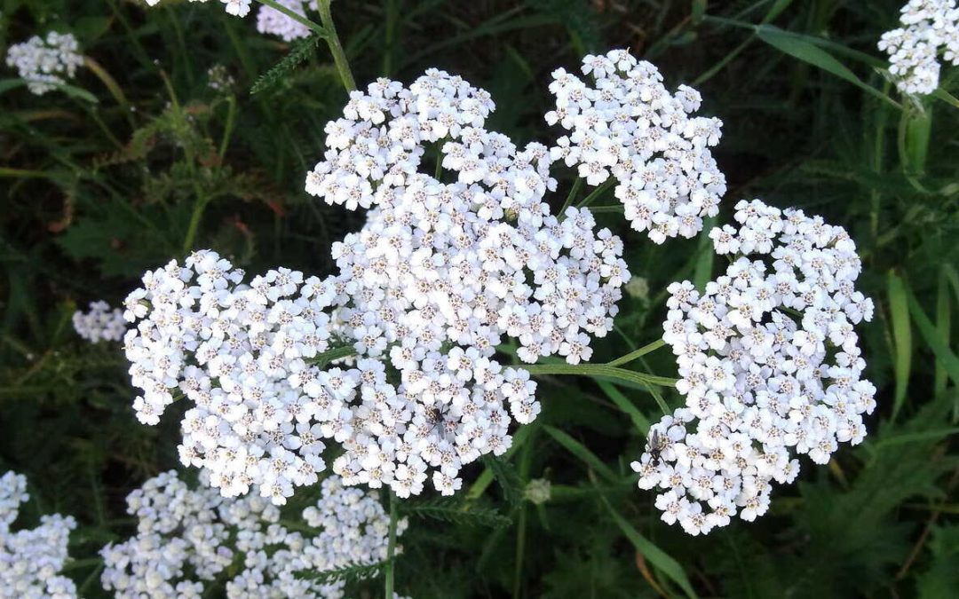 10 Best Native Plants for Los Angeles