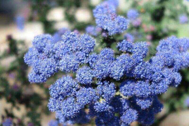 Light blue purple colored ceanothus plant