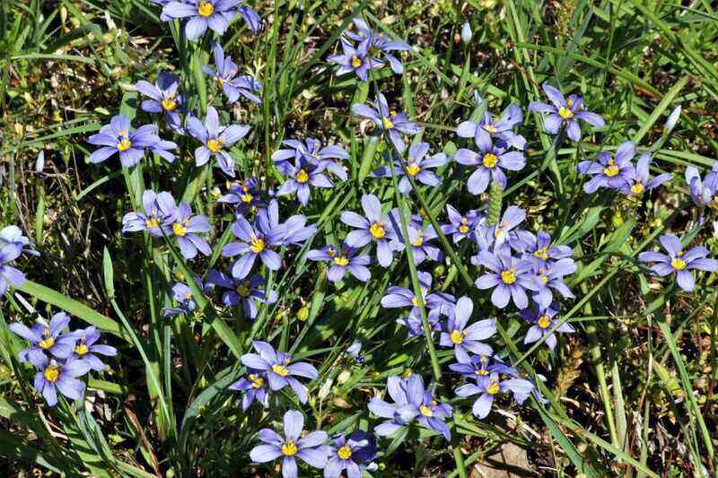 A pictures showing a beautiful blue-eyed-grass plant