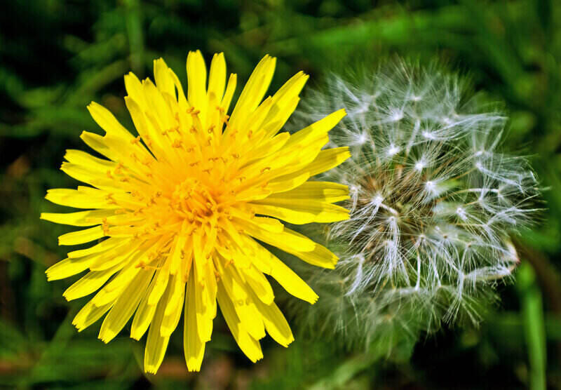 A yellow colored dandelion perennial weed