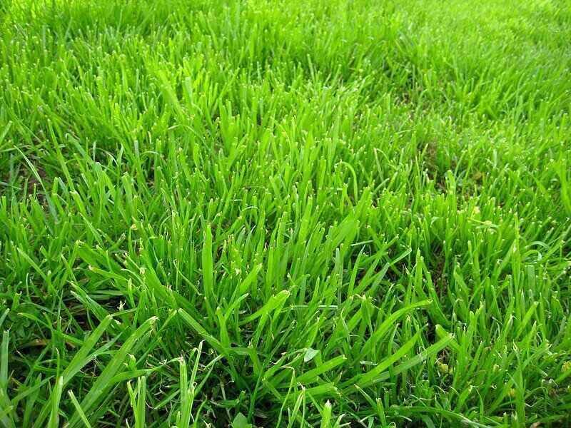 A lawn shown with very dense grass, overseeding